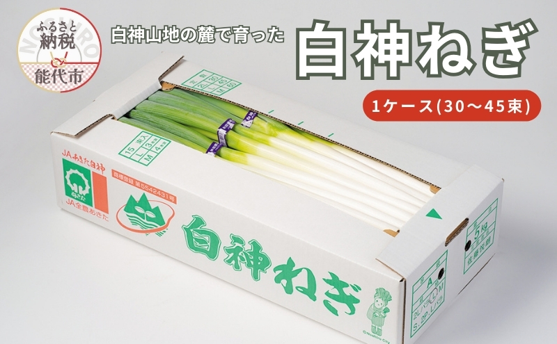 【8月～翌2月限定出荷】白神山地の麓で育った 白神ねぎ 産地直送 鍋物に最適！　