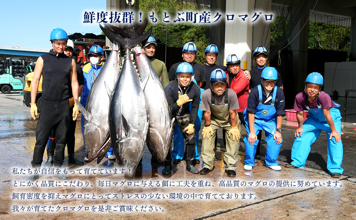 本部町産　本マグロづくし（大トロ・中トロ・赤身）約800g～1000g