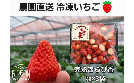 冷凍 いちご 3kg きらぴ香 完熟 イチゴ 苺 果物 スイーツ デザート アイス 氷菓 ギフト 贈答 用 萩埜園 牧之原 市 静岡県