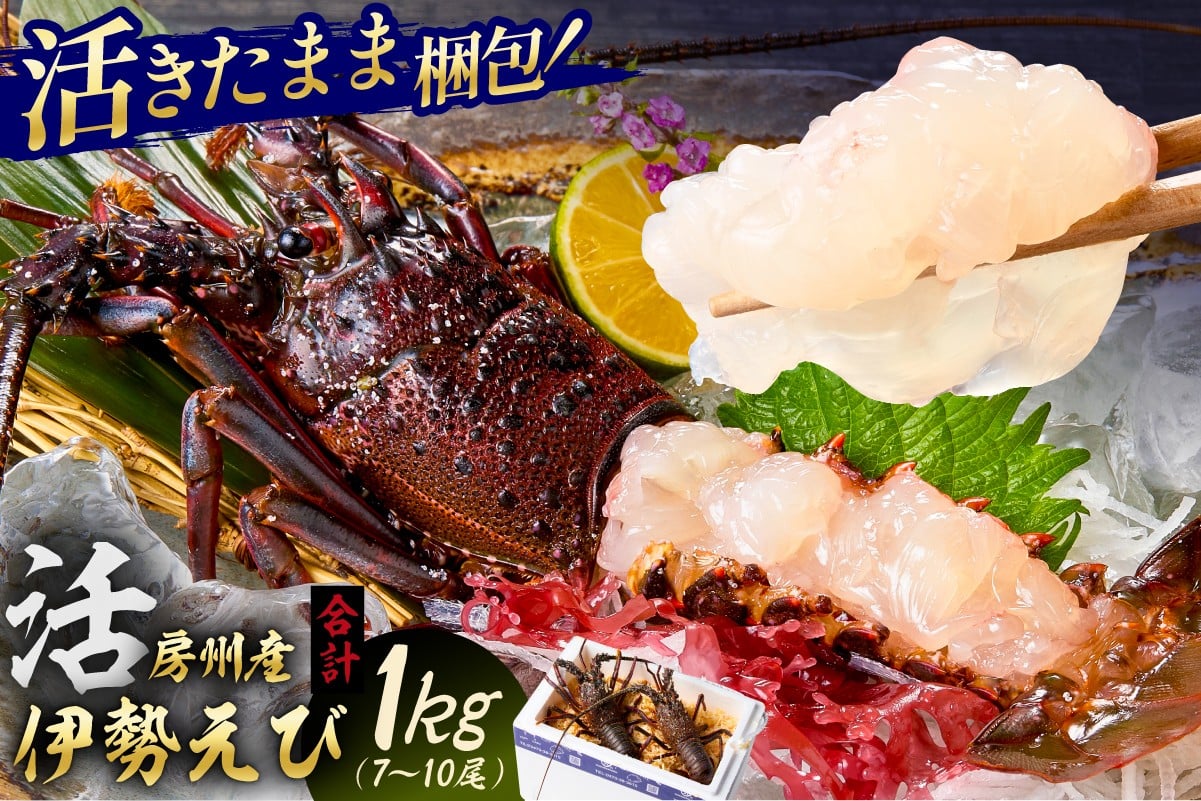 
            房州産伊勢えび(房州海老)総量 1kg【おがくず梱包】 mi0020-0001 魚介 海鮮 お祝い ギフト プレゼント 天然 海老 エビ 刺身 千葉 キャンプ BBQ バーベキュー
          
