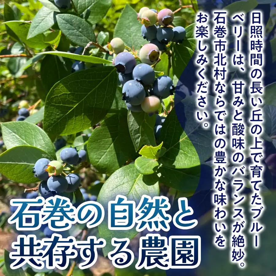 ブルーベリー ( 1kg ) 箱入り 生 無農薬 化学肥料不使用 摘みたて 冷蔵 大粒 濃厚 フルーツ 果物