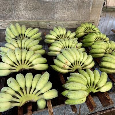 ふるさと納税 本部町 【2025年7〜12月発送予定】本部町産のアップルバナナ1.5kg〜2.0kg(1房〜2房) |  | 02