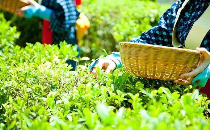 早摘み煎茶いちばん星100ｇ入×3本 (新茶 緑茶