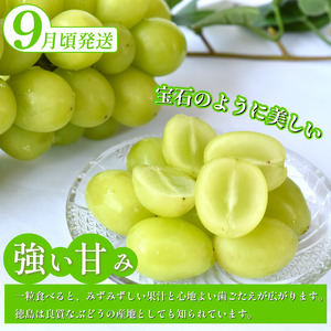 フルーツ 定期便 全3回 ぶどう 食べ比べ