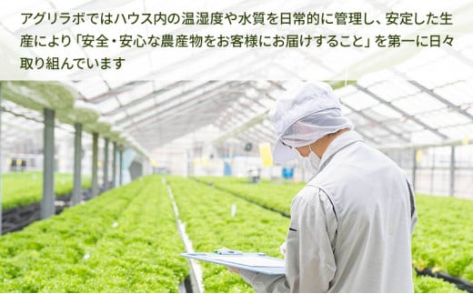 【6ヶ月定期便】美濃国やさいセット 計22袋 ｜ 野菜 野菜セット レタス フリルレタス 水耕栽培 安全 安心 衛生的 新鮮 シャキシャキ 産地直送 サラダ サンドイッチ