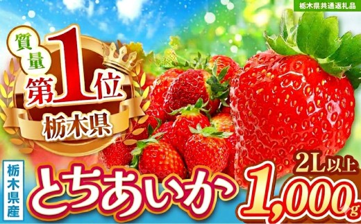 【先行予約】【栃木県共通返礼品】とちあいか2L以上 約1kg | プレゼント 贈答 果物 くだもの フルーツ 野菜 やさい ヤサイ 苺 イチゴ いちご とちあいか 新鮮 甘い 数量 限定 美味しい 果物 共通返礼品 フルーツ デザート 栃木県 那珂川町 送料無料
