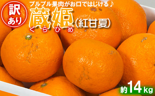 【訳あり・優品】今村農園の「蔵姫くらひめ（紅甘夏） 約14kg」 先行予約 14kg 2025年 3月発送 4月発送 わけあり 柑橘類 みかん ミカン フルーツ ＜107-031_7＞
