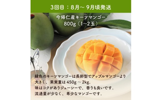 【お試し定期便】稀少3色マンゴー食べ比べセット（赤・黄・緑）【2026年　赤：6月中旬～7月頃　黄：7月中旬～8月中旬頃　緑：8月～9月頃発送】生産者直送