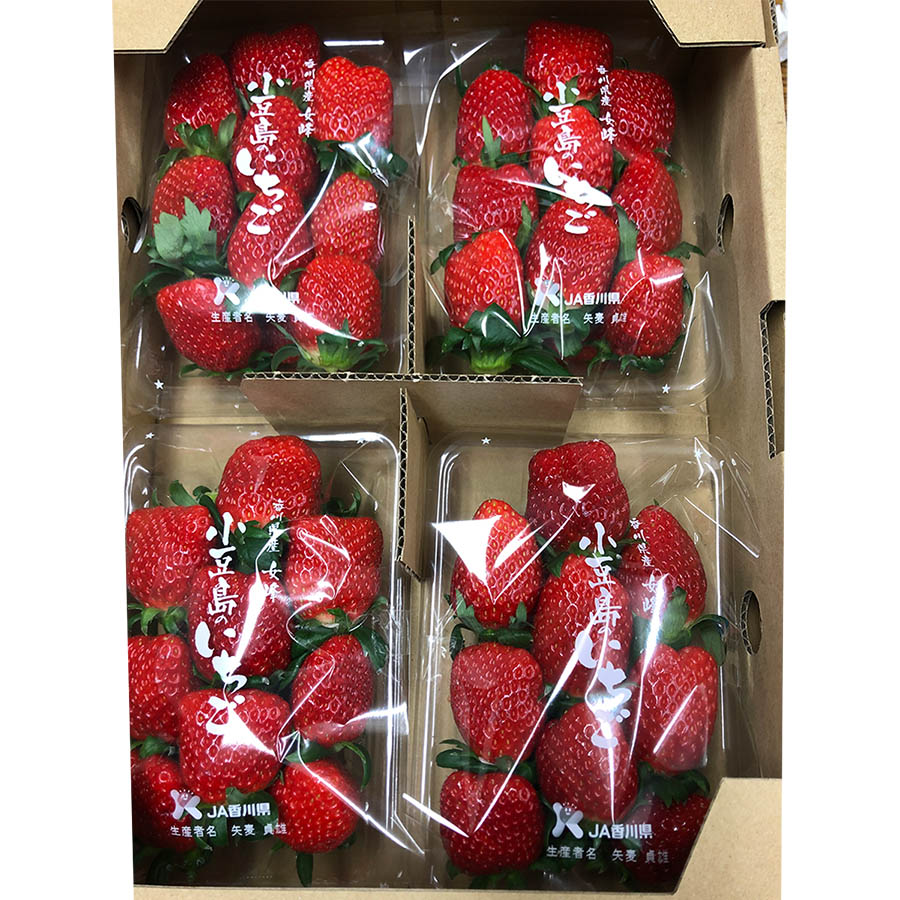 女峰いちご1kg