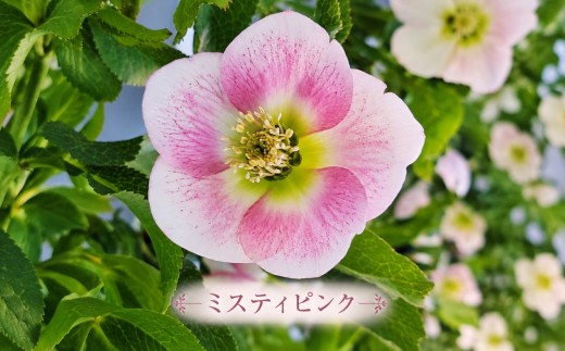 八ヶ岳・原村産　クリスマスローズ（一重咲き）2鉢セット 【ミスティピンク×ミスティピンク】 | クリスマスローズ 花苗 鉢植え 鉢花 信州 八ヶ岳 長野県 諏訪郡 原村