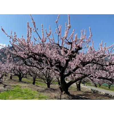 ふるさと納税 長野市 【先行受付】JAグリーン長野　あんず　500g×4パック |  | 03
