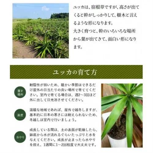 観葉植物 ユッカ1鉢【1768108】