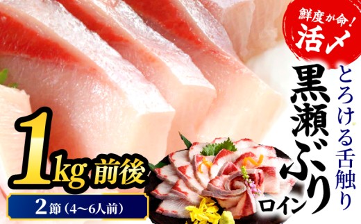 ＜2026年5月発送分＞活じめ！黒瀬ぶりの生鮮ブリロイン2節（1.0kg前後） 刺身 海鮮 海産物 魚 水産物 海鮮丼 ぶりしゃぶ 生食 冷蔵 しゃぶしゃぶ 国産 ブリ 贈答用 おすそ分け お刺身 食品 お歳暮 ぶり大根 鮮魚 人気 おすすめ_K001-012