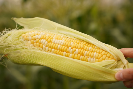 【2026年発送先行予約】山梨県産ドルチェドリーム2Lサイズ×20本セット SWBS006