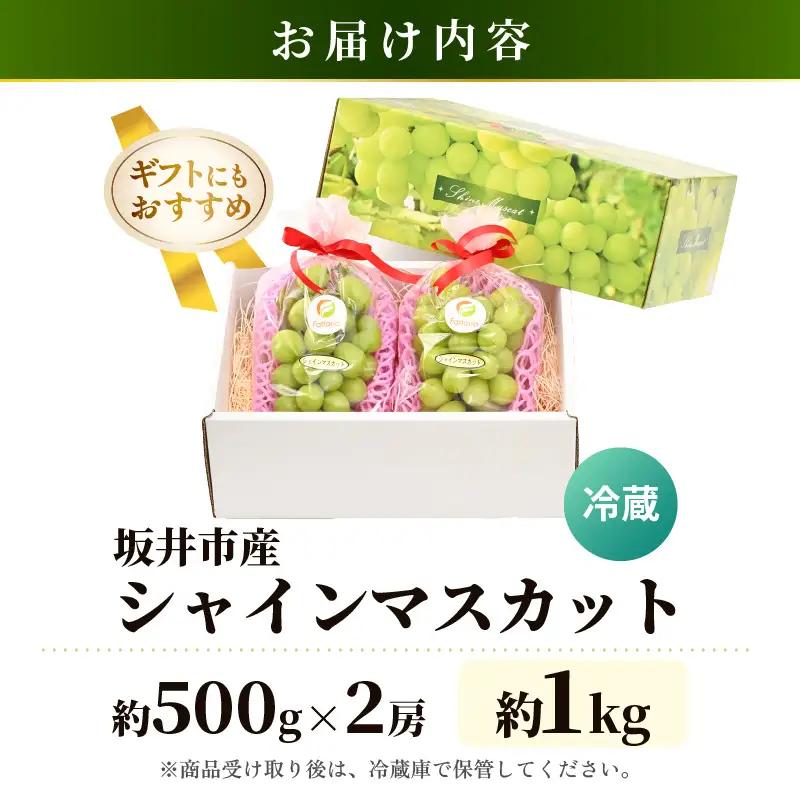 シャインマスカット 約500g×2房入り（合計：約1kg）化粧箱入り 2027年8月中旬以降順次発送予定 ブドウ マスカット フルーツ [A-19105]