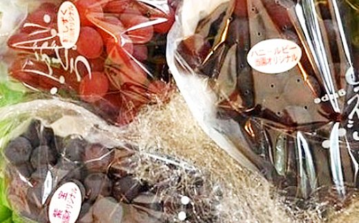 【2026年6月下旬～順次発送】ぶどう 5種 詰め合わせ 中村オリジナルぶどう園の厳選 5種 ぶどう 詰め合わせ｜皮ごと食べられる 種なし オリジナル品種 入り｜産地直送 希少_イメージ2