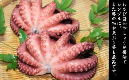 明石産 湯だこ 1匹 Mサイズ[ 明石たこ ボイルたこ 蛸 ] 魚貝類 海の幸 海鮮 身 甘い 弾力 食感 酢の物 天ぷら 明石焼 タコ焼き 食材 タコ飯 つまみ 肴 マリネ アヒージョ 国産 日本産
