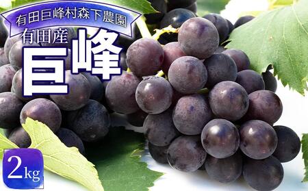 有田産巨峰 約 2kg 有田巨峰村 森下農園 ぶどう 送料無料 フルーツ