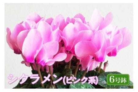 石岡育ちの シクラメン ピンク系 6号鉢 クリスマス フラワー ギフト プレゼント 鉢植え 鉢花 冬 花 茨城県 石岡市 国産 送料無料 産地直送 (G777) (F12-002)