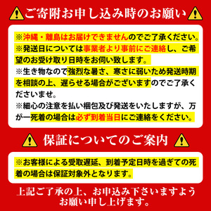【B76002】ヘラクレスオオカブト (ヘラクレスヘラクレス) 3令幼虫オス2匹 人工蛹室付 鹿児島 ヘラクレス カブトムシ かぶとむし 雄 オス 昆虫 虫 むし 幼虫 生体 飼育 生き物 生物【ビー