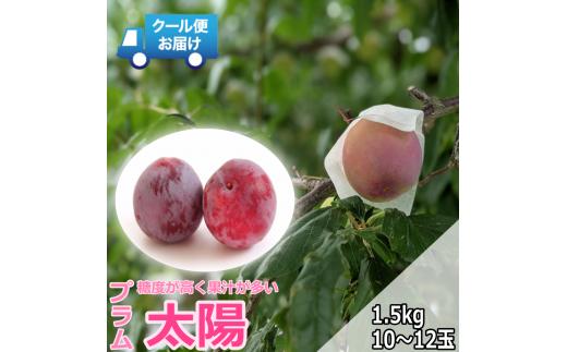 【令和7年発送先行予約】クール便　収穫当日に発送　プラム　太陽　1.5kg　10～12玉 ALPDG002