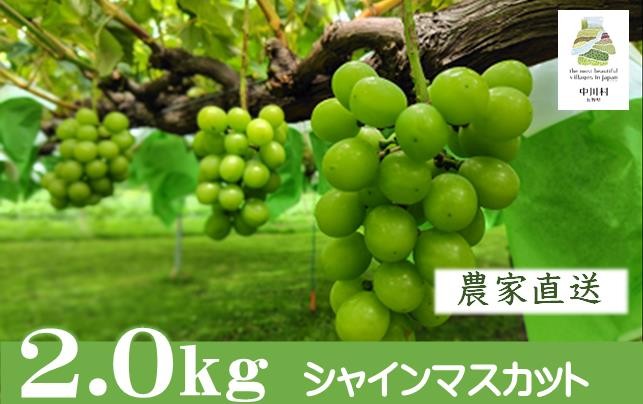 
                  農家直送】宮下ぶどう園直送　シャインマスカット　約２Kg±
                