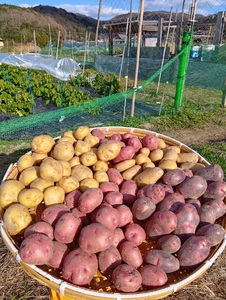 兵庫安心ブランド・インカのめざめS～L混合サイズ約5㎏ 栽培期間中農薬・化成肥料不使用 | インカのめざめ じゃがいも 無農薬 無化学肥料 自然栽培 国産 自然の恵み こだわり栽培 兵庫県 上郡町