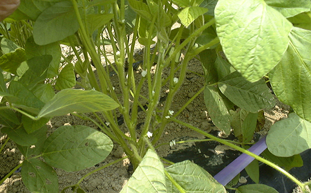 【7月中旬～8月上旬お届け】枝豆 黒埼茶豆 1.5㎏ 枝豆