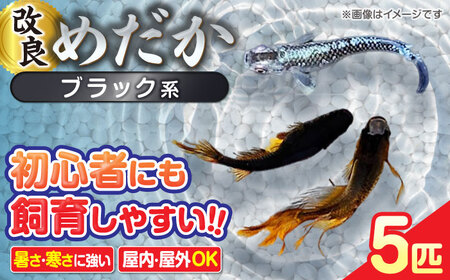 メダカ5匹（ブラック系）  改良メダカ めだか 生体 愛西市 / 株式会社プロスパージャパン [AEAK003]