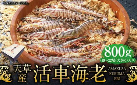 【配送指定日必須】天草産活車海老 800g 大（2L） 19～22尾 活き車海老 車海老 車エビ 活き海老 活きエビ えび 海老 エビ 新鮮 魚介 【発送期間2026年11月6日～2027年3月31日】