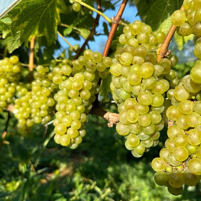 ふるさと納税 佐倉市 【数量限定】佐倉産初のワイン!混醸辛口白ワイン　750ml×1本 |  | 03