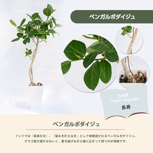 1月上旬～発送【観葉植物】ベンガルボダイジュ(フィカス・ベンガレンシス)8号(Green Base/027-1477) 南国鹿児島県で育った 観葉植物！植物 鉢付 インテリア 室内 オフィス おしゃれ