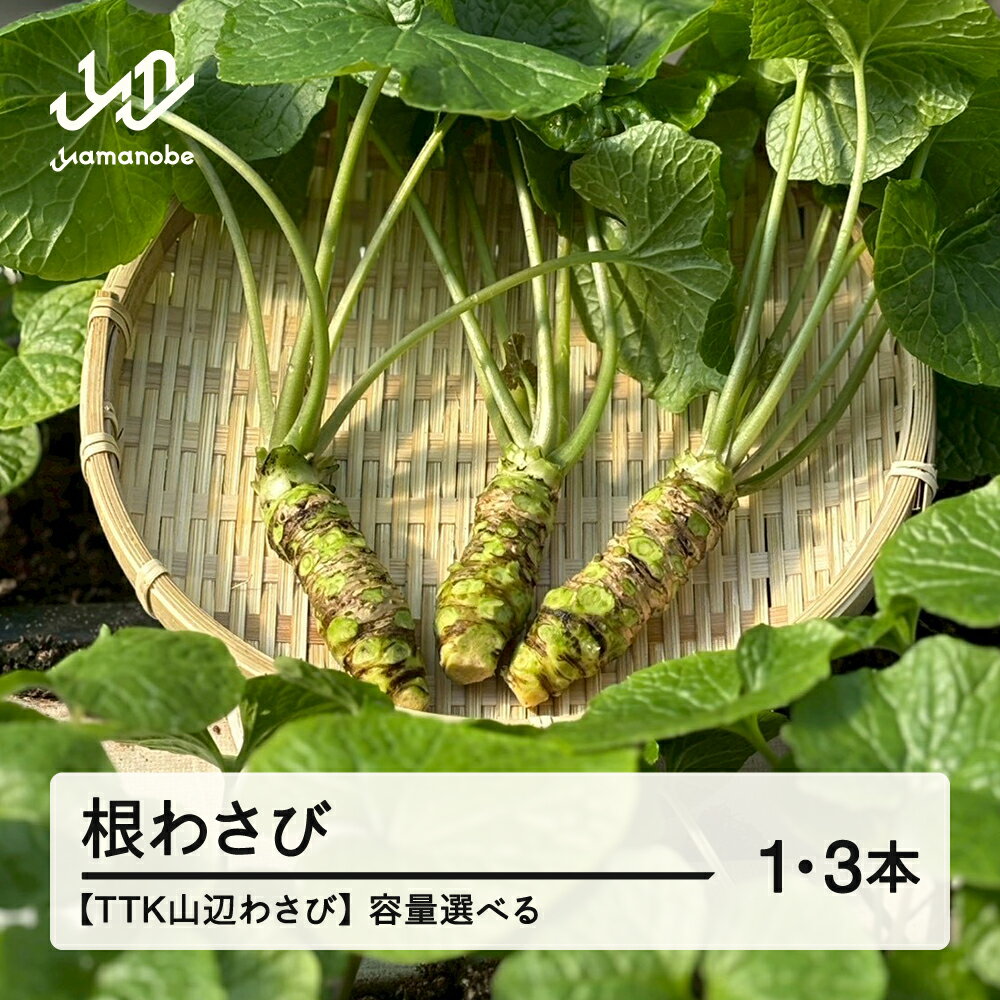 【ふるさと納税】〈TTK山辺わさび〉根わさび 山形 山辺 送料無料 tk-nwxx ※沖縄・離島への配送不可