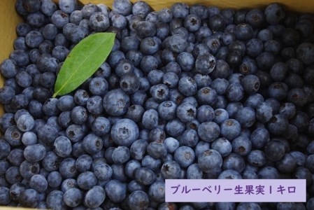 【先行予約】＜すだ農園＞栽培期間中農薬不使用 朝摘み ブルーベリー 生果実 1kg ≪果実 新鮮 フルーツ≫※北海道・沖縄・離島への発送不可 ※2024年7月上旬～8月中旬頃に順次発送予定