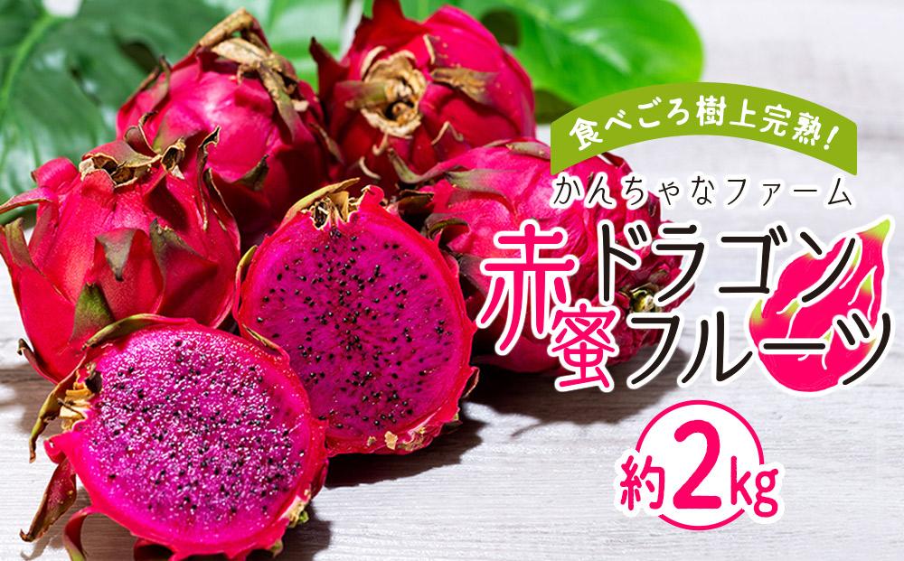 奄美産 食べごろ樹上完熟『赤蜜ドラゴンフルーツ』約2kg（4?8玉）【先行予約　7月~10月発送】