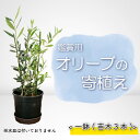 【ふるさと納税】 オリーブ 苗木 オリーブの木 一鉢 苗木3本 植物 鉢植え インテリア