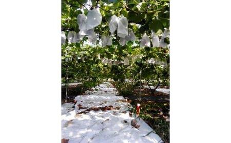  ブラックオリンピア （種なし） 1.5kg前後  ※2026年8月中旬頃より順次発送予定   | ぶどう フルーツ