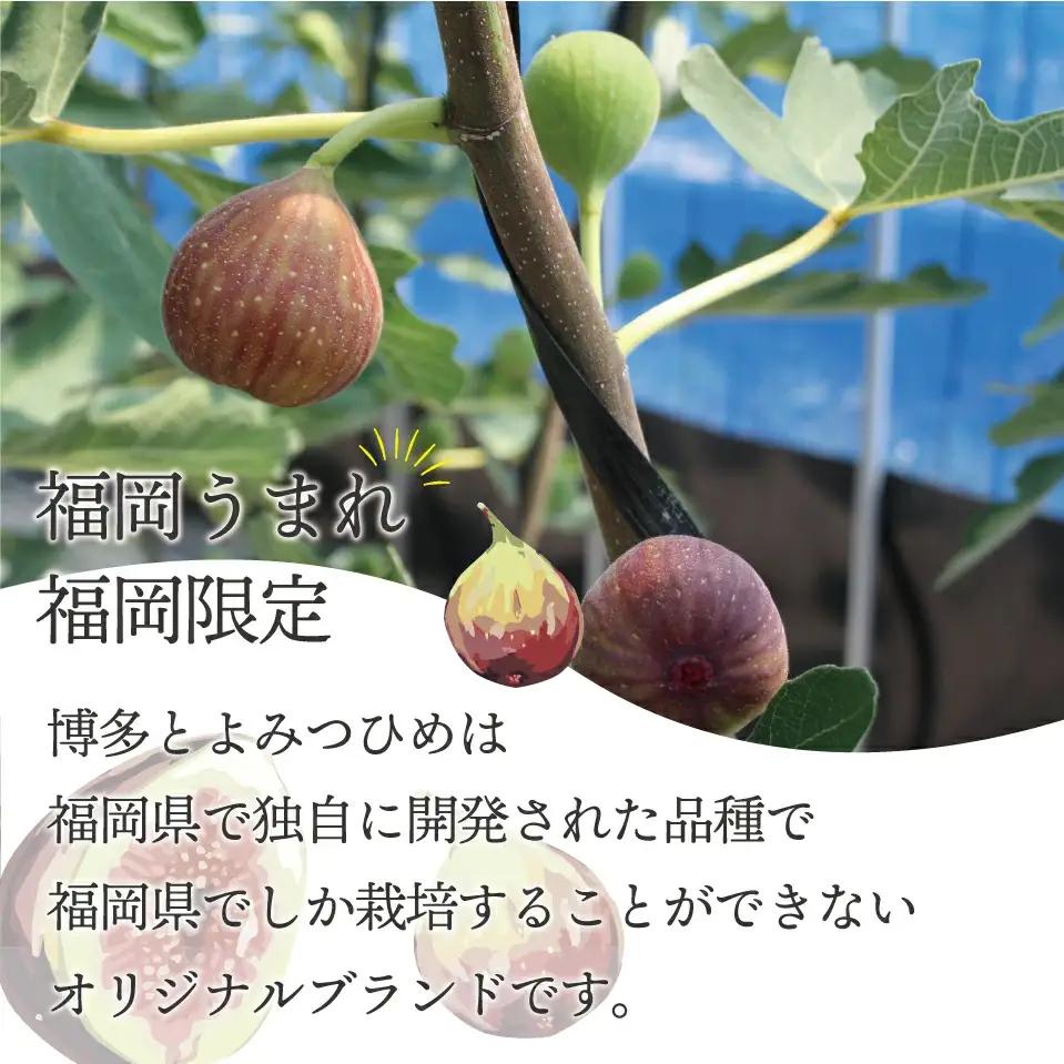 【令和8年度産】【先行予約】福岡県ブランドいちじく「博多とよみつひめ」300g×4パック [M775-2] 福岡県限定 果肉 上品 甘い なめらか食感 糖度17度 フルーツ 果物