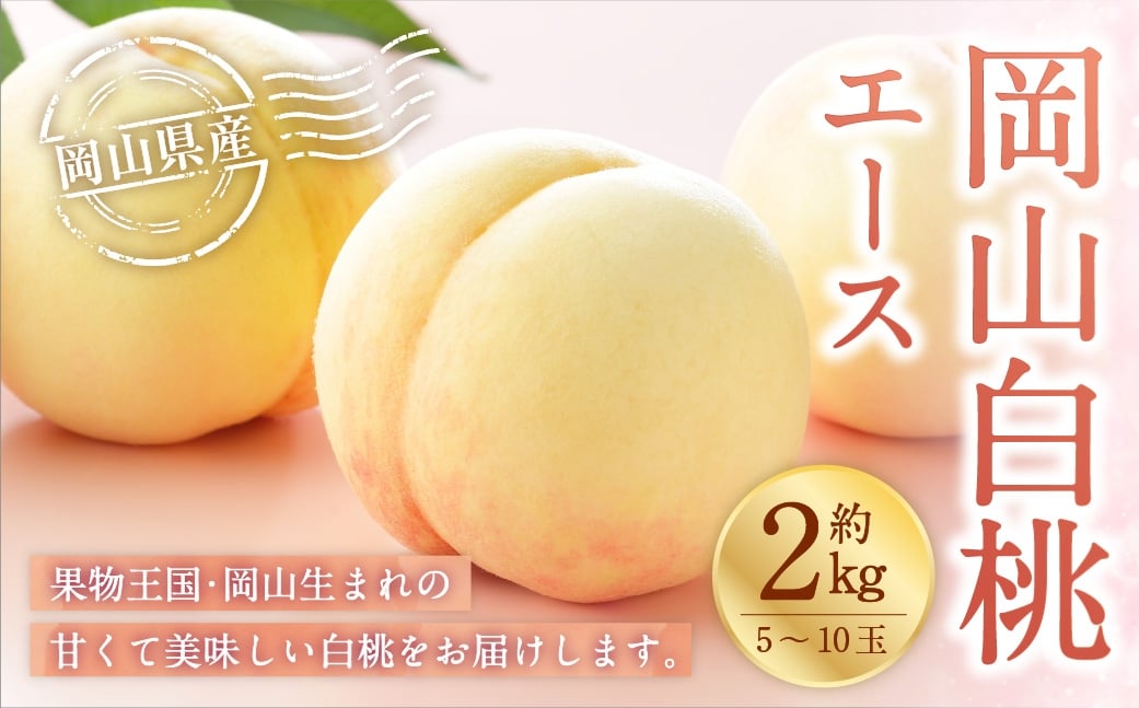 
                  岡山白桃 エース 5～10玉 約2kg 岡山県産 白桃 桃 もも モモ くだもの 果物 果実 フルーツ 国産 ギフト 贈り物 【 2026年7月上旬～8月下旬発送予定 】
                