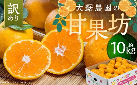 【 訳あり 】 大鋸農園 の 甘果坊 10kg みかん 太良みかん 温州みかん 果物 フルーツ 甘い柑橘 ノーワックス 果実 柑橘類 佐賀県 太良町 【2026年10月下旬～12月下旬まで順次出荷予定】