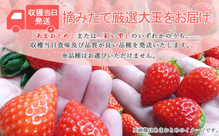 いちご 「あまおとめ」 または 「紅い雫」 約400g ichigo okabe 【期間限定】【3月頃より発送】