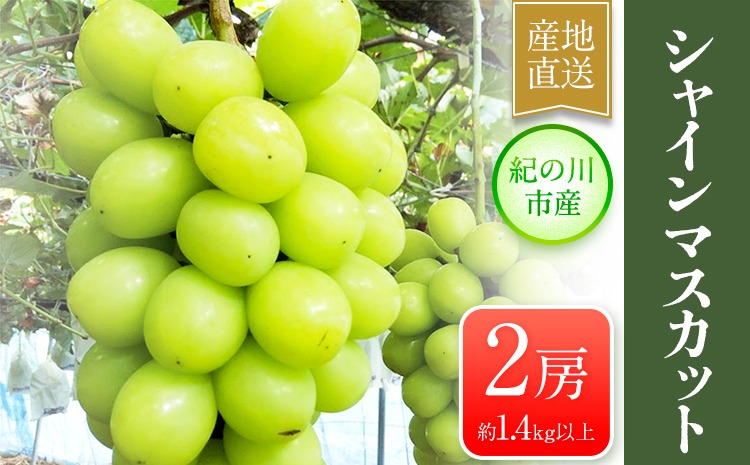 大粒シャインマスカット約1.4kg(700g程度×2)ｍ＆ｎ果実園《8月末-10月上旬頃より出荷予定(土日祝除く)》和歌山県 紀の川市--wsk_cmnk10_l810_23_22000_2f---