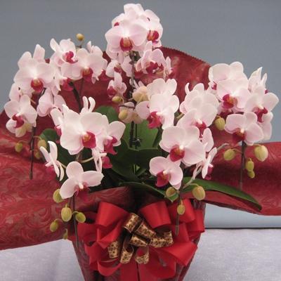 ふるさと納税 糸田町 【厳選】胡蝶蘭ピンクストロベリー5本立 |  | 01