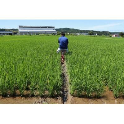 ふるさと納税 柏崎市 【特別栽培米 新之助】無洗米5kg◆令和6年産◆アグリード越後のお米(精米) |  | 02