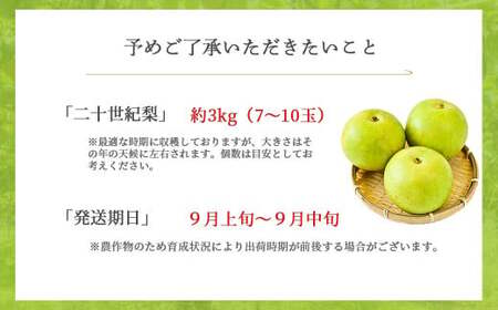 二十世紀梨 【倉吉産】3kg（JA鳥取中央） 梨 果物 フルーツ