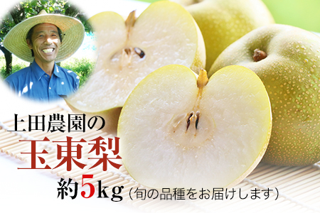 梨 玉東梨 約5kg 先行予約 上田農園 熊本県産 梨