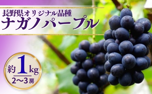 【2026年先行予約】ナガノパープル 約1kg（2~3房）※最低900g以上｜ 果物 フルーツ 黒ぶどう 葡萄 ブドウ 種無し 種なし 皮ごと 千曲市 長野県 信州