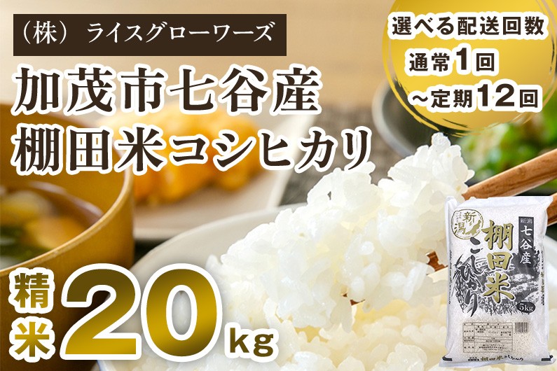 
                  【令和7年産】【選べる配送回数】新潟県加茂市 七谷産 棚田米コシヒカリ 精米20kg（5kg×4）《順次出荷》 定期便 隔月便 白米 （株）ライスグローワーズ
                