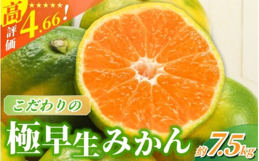 【2025年秋頃発送予約分】【農家直送】こだわりの極早生みかん 約7.5kg【数量限定】 有機質肥料100% サイズ混合 ※2025年9月下旬より順次発送予定（お届け日指定不可） / 早生みかん みかん ミカン 有田みかん 温州みかん 柑橘 有田 和歌山 産地直送  くだもの 果物 フルーツ 柑橘類 和歌山 すさみ町【nuk136C】