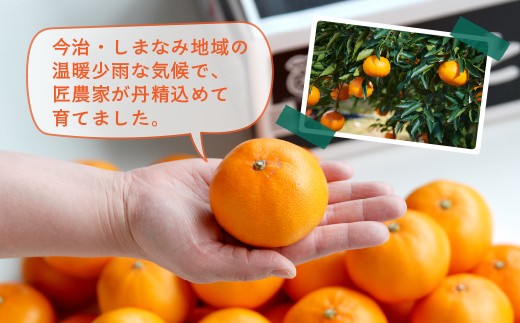 【先行受付】せとか　レギュラー箱　5kg　愛媛県JAおちいまばり【配送不可地域：離島】